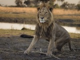Seba - Male Lion on the move Seba - Male Lion on the move